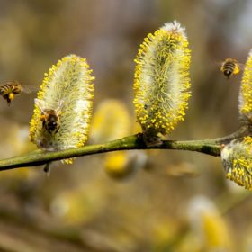 Allergies and pollen