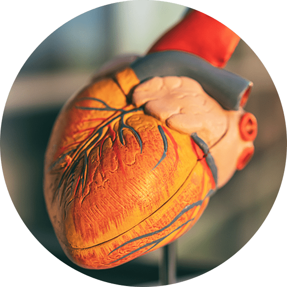 Model of a human Heart