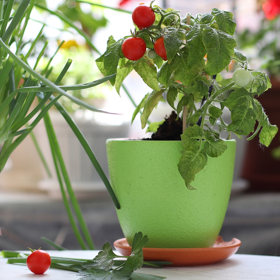 tomato plant container gardening