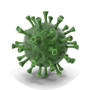 bacteria bacteria