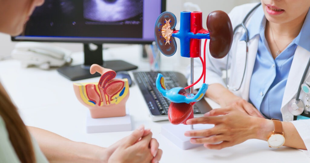 patient and doctor talking with a model of the urinary system on the desk
